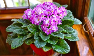 紫罗兰有哪些品种（紫罗兰有哪些品种图片）