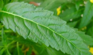 植物的叶子有哪些形状（植物的叶子有哪些形状和颜色）