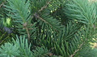 针叶树有哪些（针叶树有哪些树种）