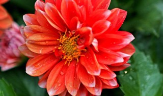 大丽菊有哪些种类 大丽菊的种类图片