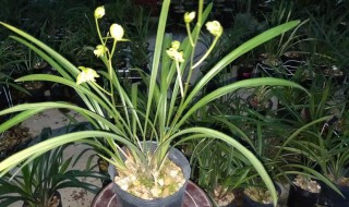 建兰有哪些品种 建兰有哪些品种和名字