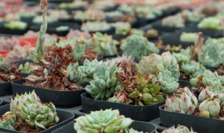 多肉植物的养殖方法和注意事项有哪些 多肉植物的养殖方法