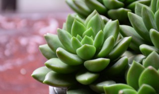 哪些多肉适合室内养（哪些多肉适合室内养护）