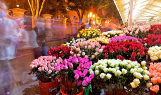 代表财富的花有哪些 什么花代表财富