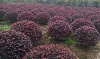 灌木球类植物有哪些（灌木球类植物有哪些品种）