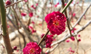 梅花的作用有哪些（梅花的作用有哪些卡通）