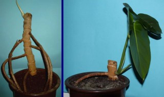 植物繁殖方式有哪些 10种植物的传播方式