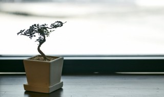 盆栽树种类有哪些 盆栽树种类有哪些图片