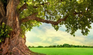 会开花的树有哪些（开花的树木有哪些）