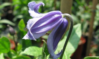 紫罗兰有哪些种类 紫罗兰有哪些种类图片