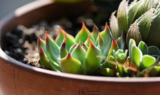 哪些多肉是小贵货（多肉小贵货有哪些）