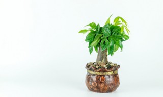 高等植物与低等植物的主要区别有哪些? 高等植物与低等植物有什么区别