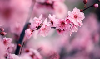 冬季的花有哪些花开 冬季开的花是什么花