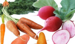 萝卜的品种有哪些 萝卜种类名称和图片