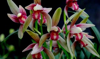 四季兰有哪些品种 四季兰品种大全及名称