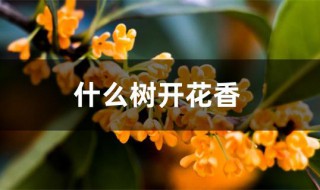 什么树开花香 什么树开花香味最浓