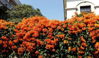 凌霄花和炮仗花的区别(凌霄花和炮仗花的区别图片)