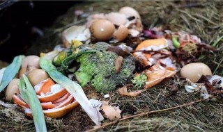 过期的午餐肉属于厨余垃圾吗（午餐肉算垃圾食品吗）