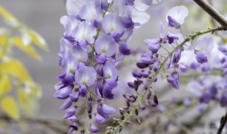 像瀑布一样垂下来的花（一年四季都开花的爬藤植物）