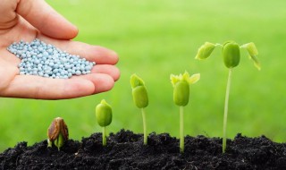 植物生长调节剂有哪些（高中植物生长调节剂有哪些）