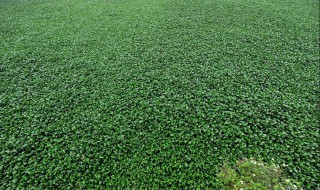 水葫芦怎么过冬 水葫芦过冬怎么办