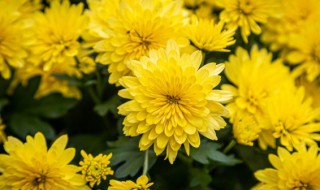 中秋赏花是什么花（中秋赏什么花?）