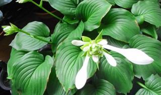 玉簪花扦插方法和时间 玉簪播种还是扦插