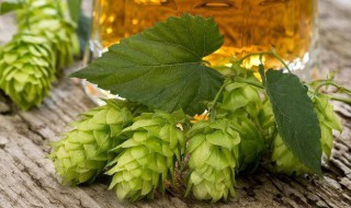 啤酒花是什么草 啤酒花是什么样的植物