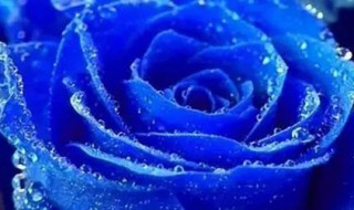 蓝色妖姬是什么花染的（蓝色妖姬是什么花染的颜色）