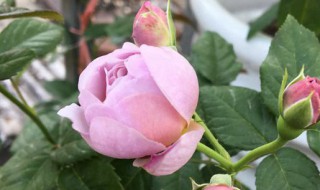 后悔种的月季薰衣草花环 月季薰衣草花环一年开几次花