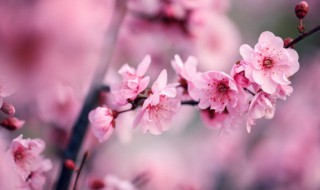 梅花的精神是什么样的 梅花有着什么样的精神