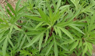 蒌蒿是什么植物为什么 蒌蒿是一种植物为什么