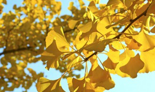 树木中的活化石是什么意思 树木中的活化石是什么意思呀