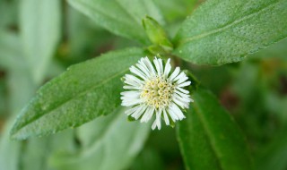 旱莲草墨旱莲（旱莲草墨旱莲是一种药吗）