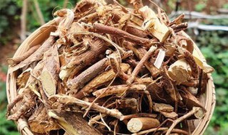 五指牛奶树根的功效与作用（四种人不能吃牛大力）