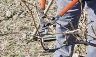 柿子树嫁接绝招芽接（柿子树苗嫁接）