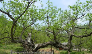 连理枝是什么植物（连理枝是什么植物类型）