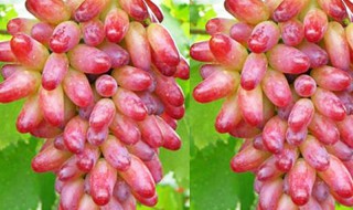 美人指葡萄功效 美人指葡萄好吃吗?