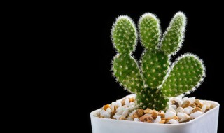 仙人掌的作用与功效果（仙人掌的作用与功效果图片）