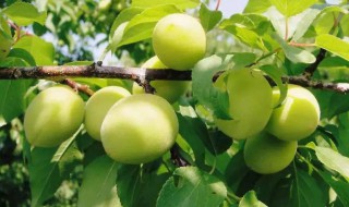 梅子是什么季节成熟的?（梅子黄时是什么季节）