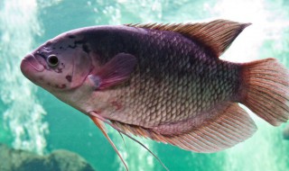 清江鱼是什么鱼?（清江鱼属于什么鱼）