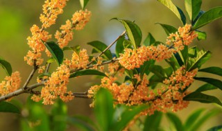 桂花栽培技术扦插 桂花栽培技术扦插视频