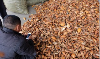 瓜蒌皮瓜蒌仁的功效与作用（瓜蒌皮瓜蒌仁全瓜蒌）