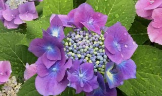 十大不吉利花有哪些（十大最不吉利的花）