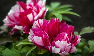 百花之王是什么花（国色天香百花之王是什么花）