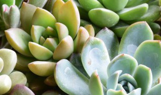 植物有哪些种类名称特点(20种植物的名称和特征)