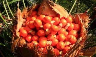 所有的铁树都能长出铁树果吗 所有的铁树都能长出铁树果吗视频