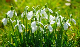 植物激素有哪些种类（植物激素有哪些种类图片）