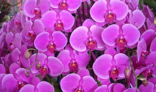 荧光蝴蝶兰叫什么 萤光蝴蝶兰