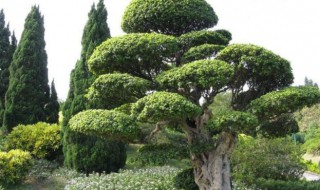 小区绿化苗木的种类有哪些 小区绿化苗木的种类有哪些呢